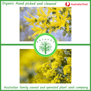 Acacia dealbata - Silver Wattle (AN)