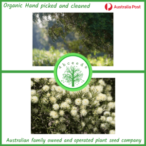 Melaleuca Nodosa - Prickly-leaved Paperbark (AN)