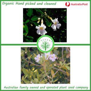 Tabebuia pallida - Cuban Pink Trumpet Tree (NN)