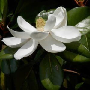 Magnolia grandiflora dwarf - N/N