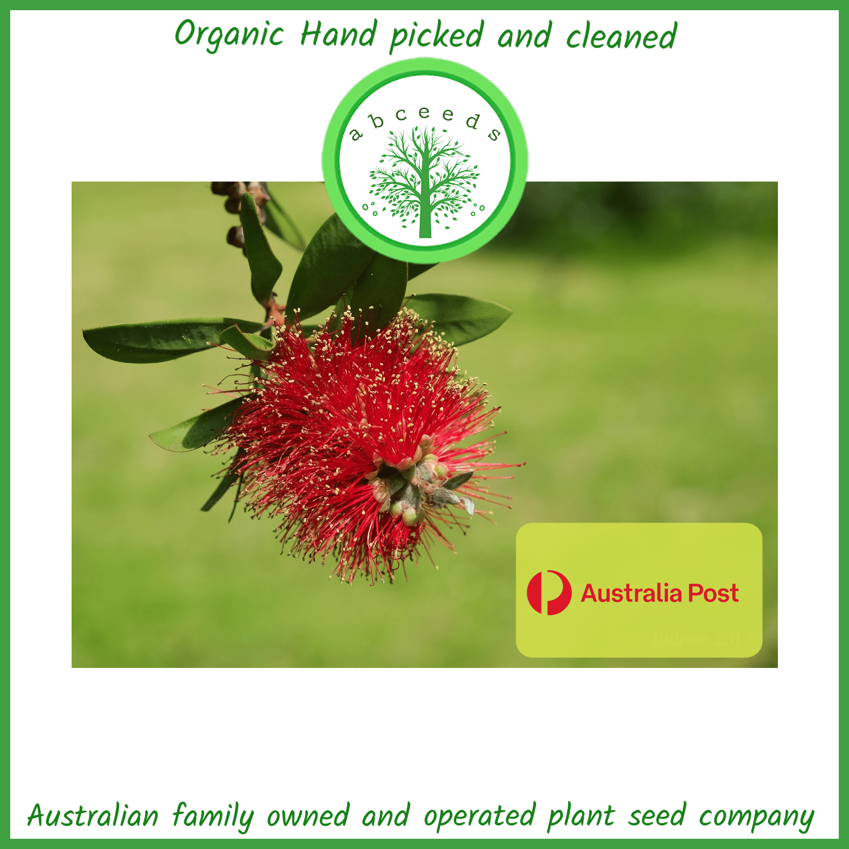 Callistemon Teretifolius - Needle Bottlebrush (AN)