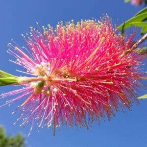 Callistemon Viminalis cv Pink Alma - Bottlebrush (AN)