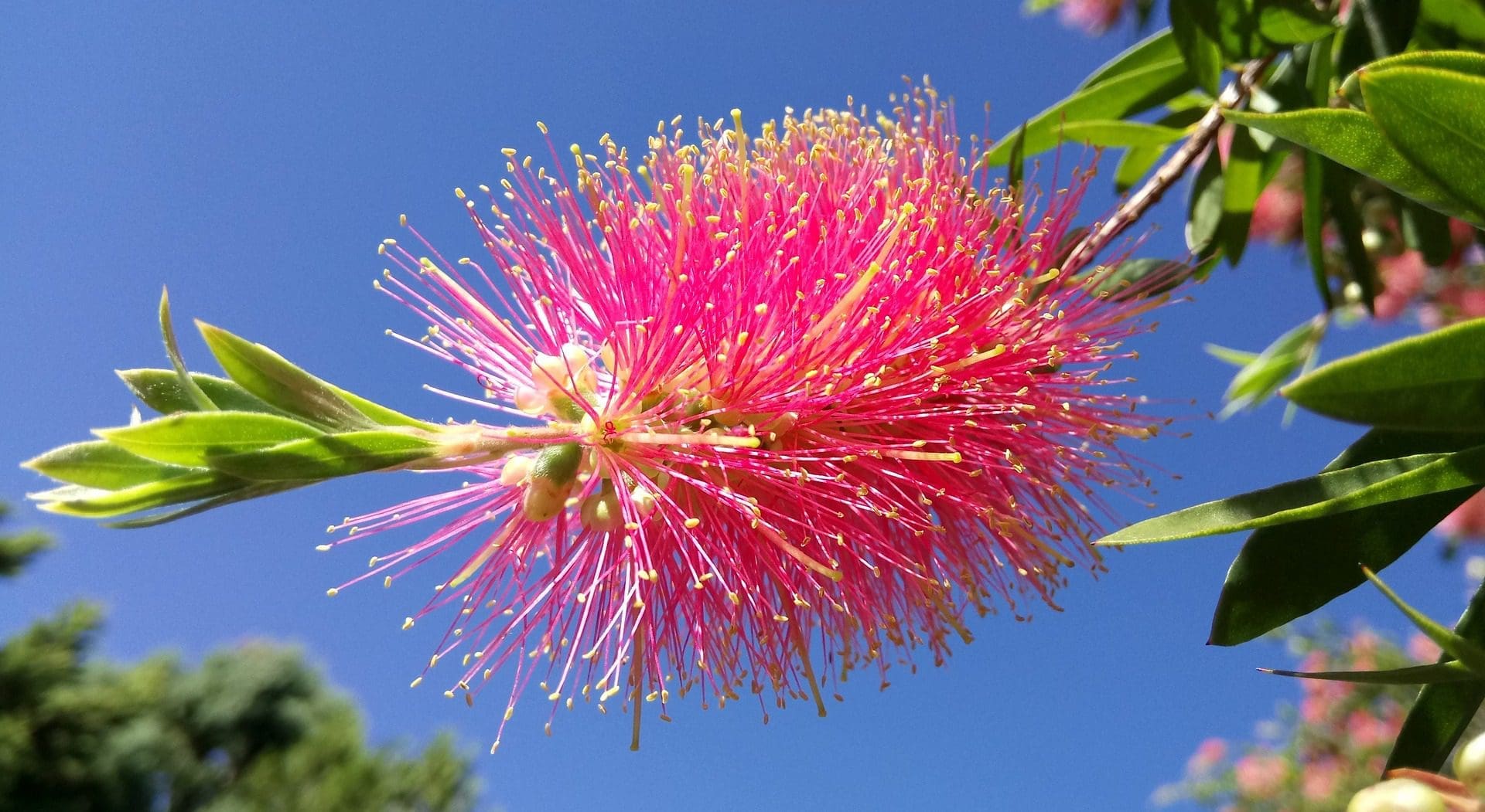 Callistemon Viminalis cv Pink Alma - Bottlebrush (AN)