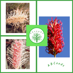 Grevillea Mix - Red, White and Pink - Spider Flowers (AN)