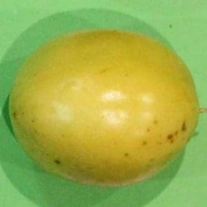 Passilflora Large Gold - Passionfruit