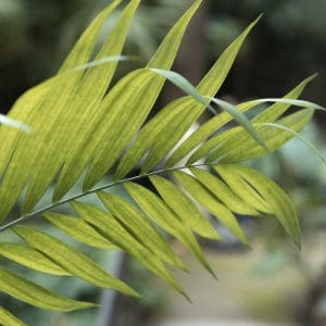Chamaedorea costaricana (Pacaya Bamboo Palm) with broad leaves