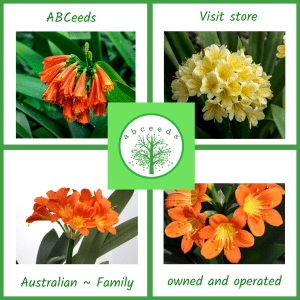 Clivia breeders mix - clivia miniata and clivia nobilis
