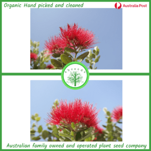 Metrosideros collina-Little Dugald (NN)