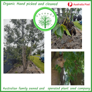 Brachychiton diversifolius - Northern kurrajong (AN)