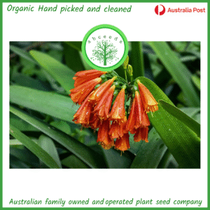 Clivia nobilis plant with vibrant orange flowers