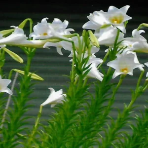 Lilium philippinense – Philippine Lily plants with white trumpet-shaped flowers and green foliage.