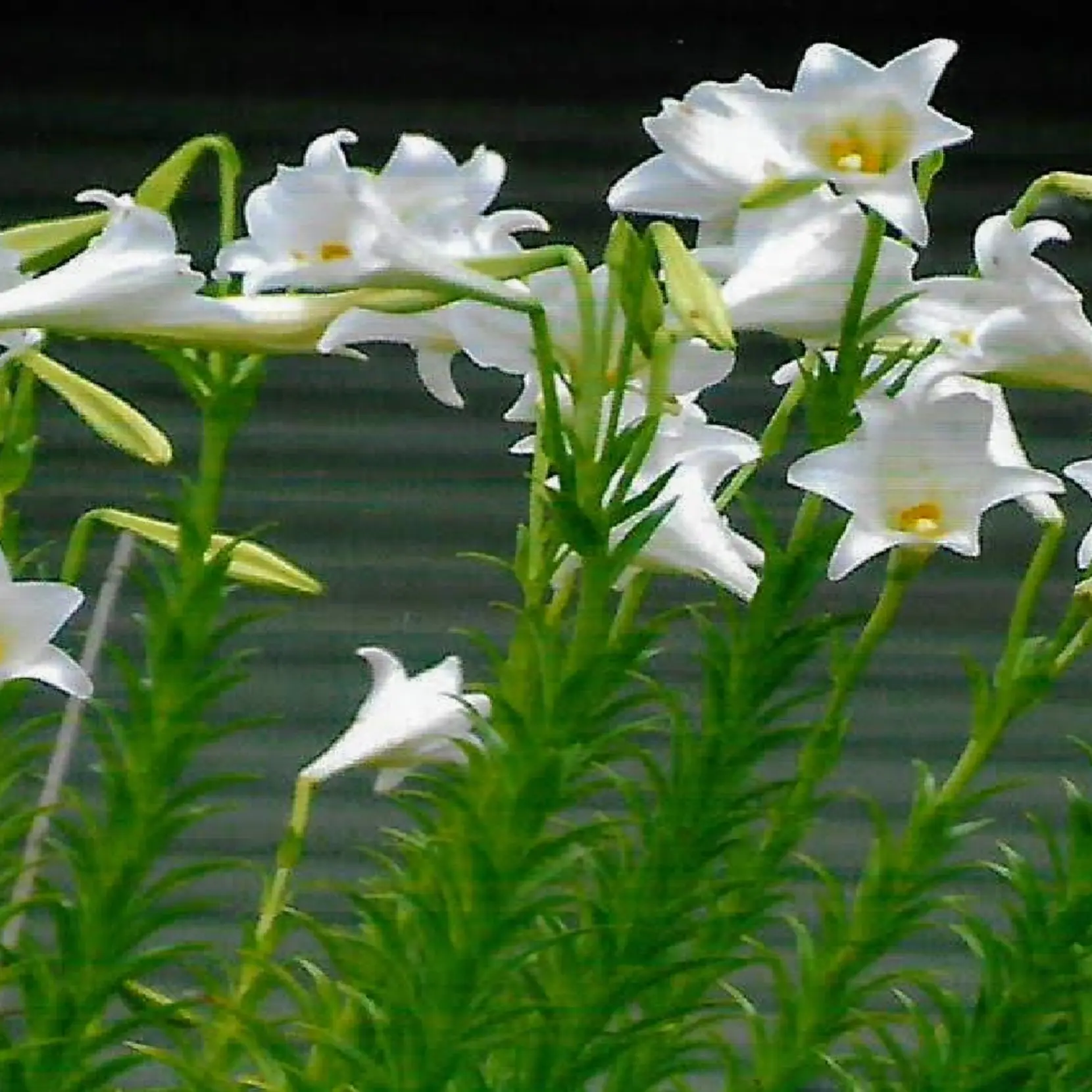 Lilium philippinense – Philippine Lily plants with white trumpet-shaped flowers and green foliage.