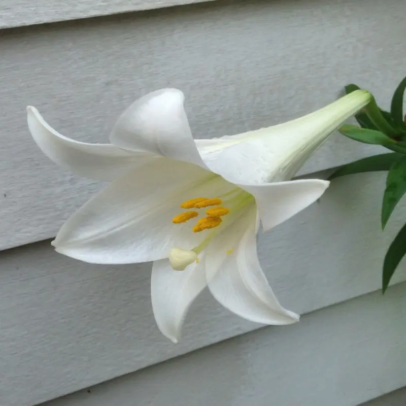 Lilium philippinense – Close-up of a white Philippine Lily flower with golden-yellow stamens.